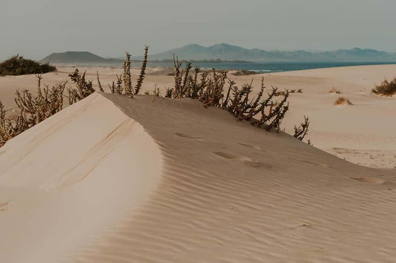 Fuerteventura North: 4h tour for cruise passengers - La Oliva and Scenic Mountain Drive