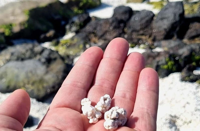 Fuerteventura North with Tapas (food) - Why this tour works