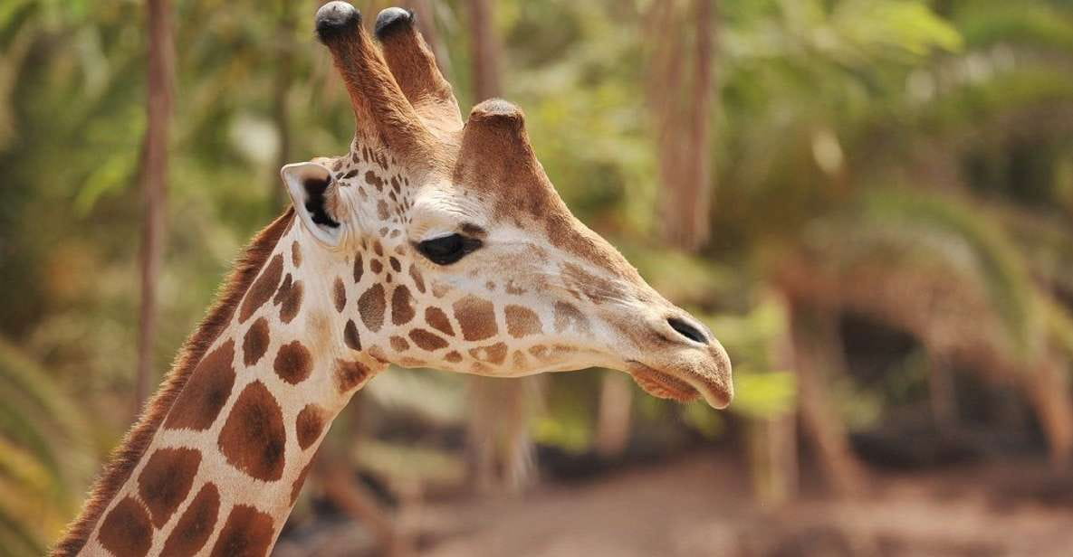 Fuerteventura: Oasis Wildlife Entry Ticket - Diverse Animal Species