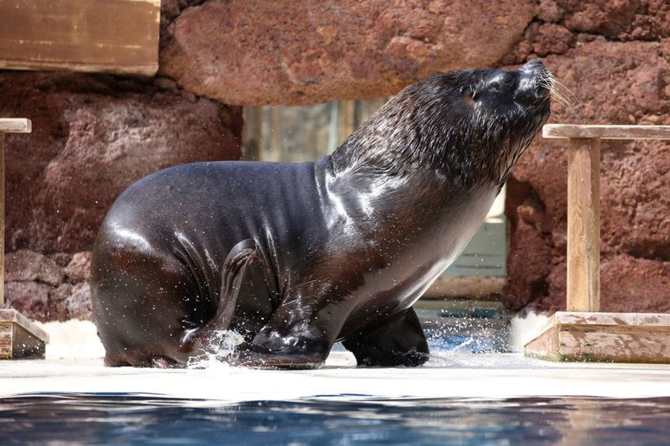 Fuerteventura: Oasis Wildlife Entry Ticket - Customer Reviews and Ratings