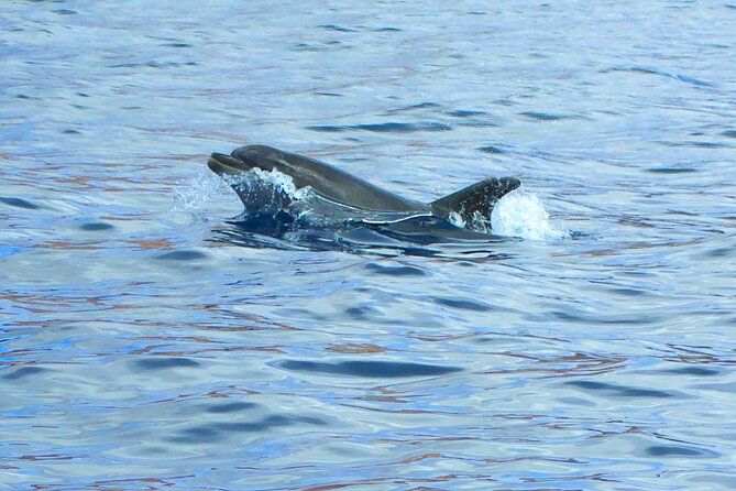 Fuerteventura Sailing Trip From Morro Jable - Small Group Cruise Details