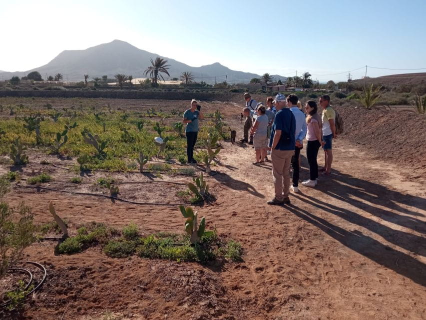 Fuerteventura: Tapas and Local Life Guided Tour - Inclusions and Requirements