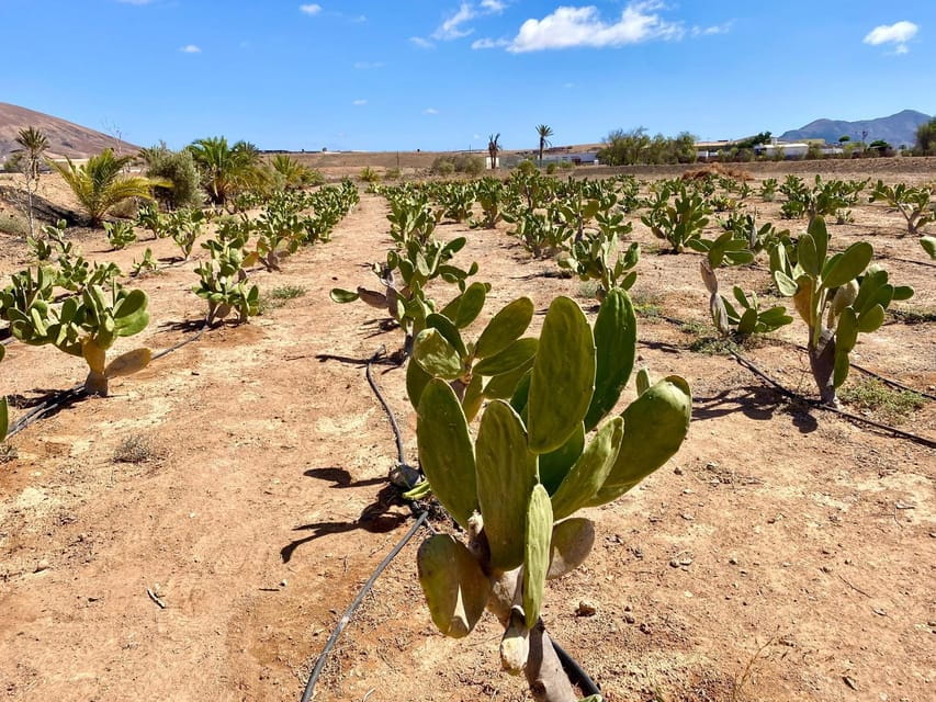 Fuerteventura: Tapas and Local Life Guided Tour - Booking Information