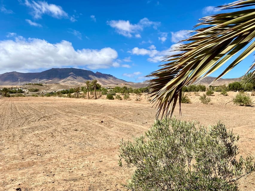 Fuerteventura: Tapas and Local Life Guided Tour - Customer Reviews and Ratings