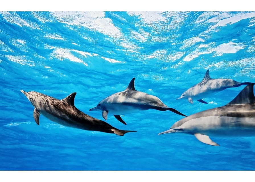 Fuerteventura: Whale & Dolphin Watching Boat Tour With Guide - Marine Life Sightings