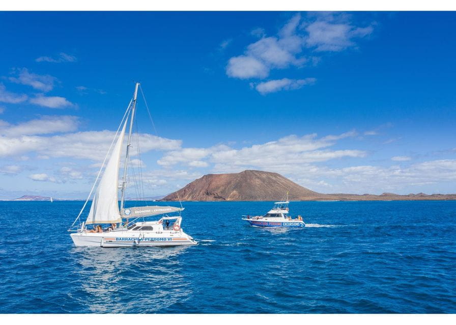 Fuerteventura: Whale & Dolphin Watching Boat Tour With Guide - Educational Insights