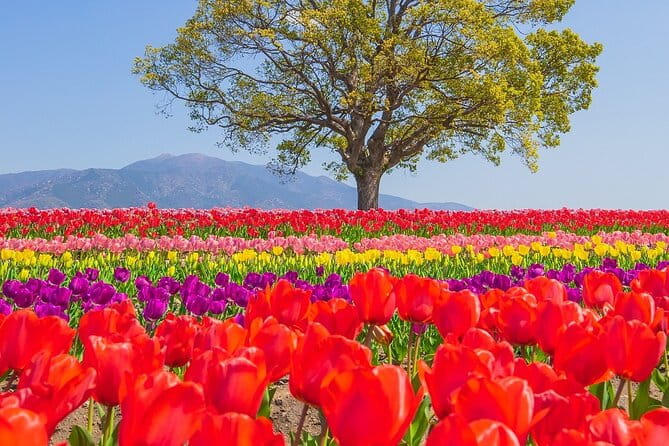 Fukuoka Cherry Blossom and Tulip Tour With Boat Ride Yokabus - Key Points