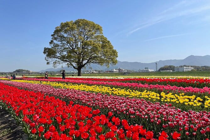 Fukuoka Cherry Blossom and Tulip Tour With Boat Ride Yokabus - Transportation and Meeting Details