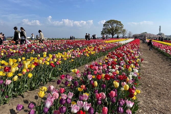 Fukuoka Cherry Blossom and Tulip Tour With Boat Ride Yokabus - Accessibility and Participation