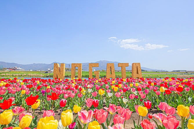 Fukuoka Cherry Blossom and Tulip Tour With Boat Ride Yokabus - Exploring Nogata Tulips