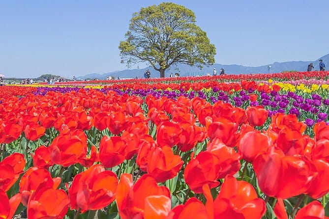 Fukuoka Cherry Blossom and Tulip Tour With Boat Ride Yokabus - Discovering Akizuki