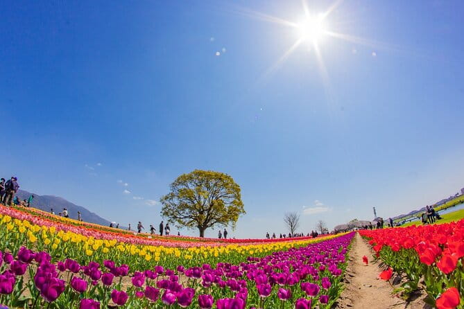 Fukuoka Cherry Blossom and Tulip Tour With Boat Ride Yokabus - Riding the Amagi Railway