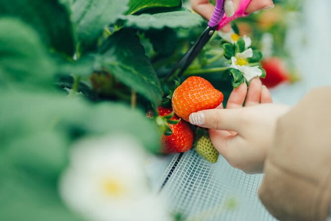 Fukuoka Strawberry Picking, Shopping and TeamLab Day Bus Tour - Participation Guidelines