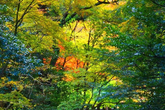 Fukuoka to Takachiho Shrine Tour With Optional Beef Lunch - Inclusions and Expenses