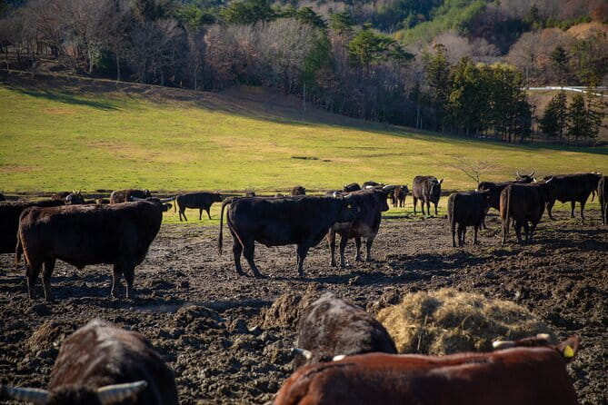 Fukushima Daiichi Nuclear Power Plant Visit 2 Day Tour - Meeting Local Residents and Hearing Their Stories