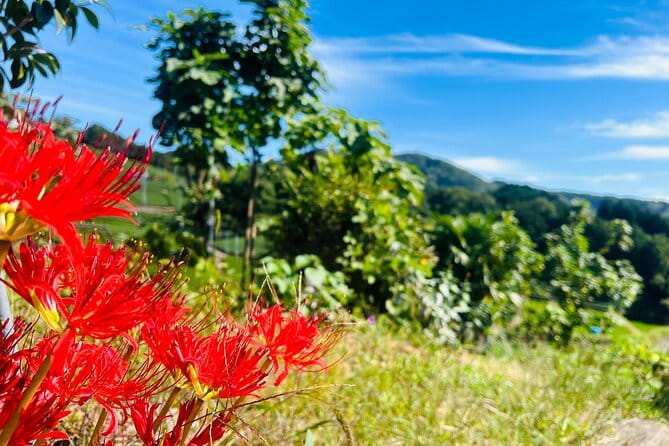 Full Day 7hr Private Van True Hidden Kyoto Matcha Farm Experience - Meeting and Pickup