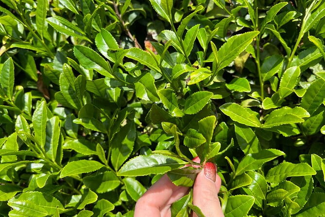 Full Day 7hr Private Van True Hidden Kyoto Matcha Farm Experience - Magnificent View Point Visit