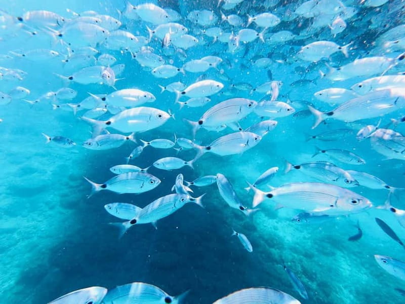 Full-Day Boat Trip, Cave Swim, lunch & Drinks - Medulin/Ceja - Who Will Love This Tour?