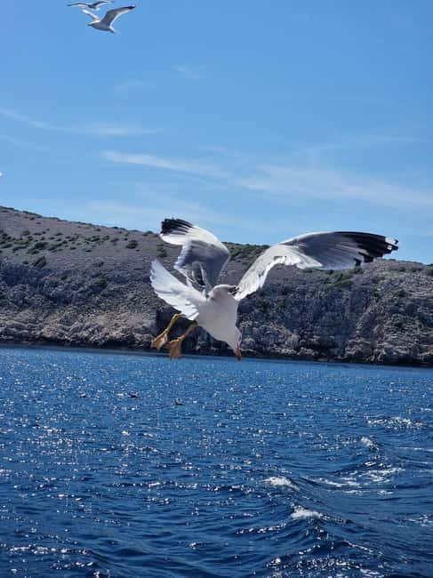 Full day boat-trip Medulin, blue Cave, Cres + dolphin search - Exploring the Blue Cave: A highlight and a caveat