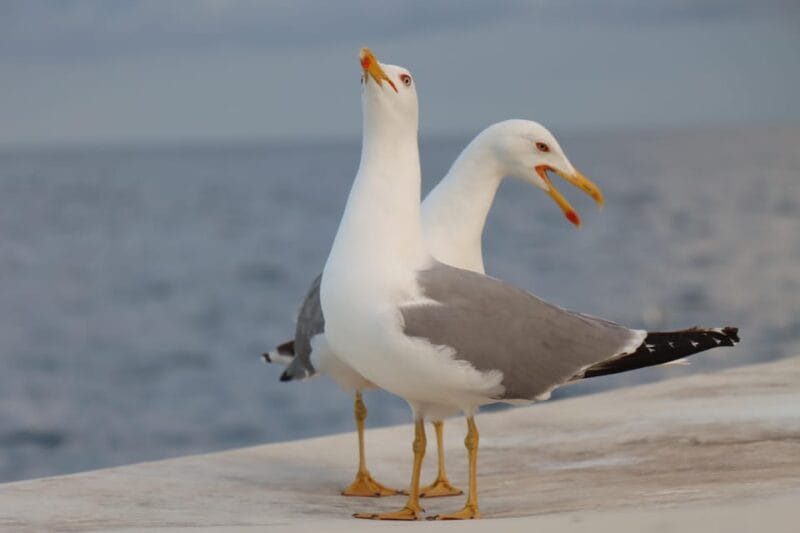 Full day boat-trip Medulin, blue Cave, Cres + dolphin search - Dolphin Search: Exciting but not guaranteed