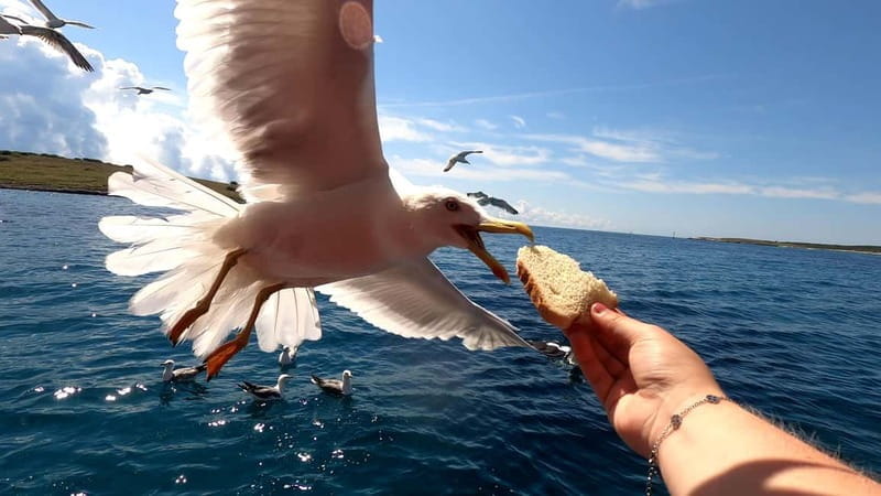 Full day boat-trip Medulin, blue Cave, Cres + dolphin search - FAQ