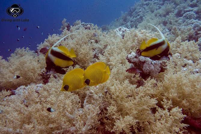 Full Day Diving With Private Guide, Lunch Drinks Transportation - Diverse Marine Life Exploration