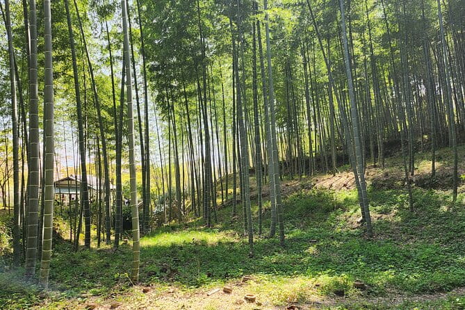 Full Day Guided Tour to Kyoto Arashiyama From Osaka by Van - Accessibility Features