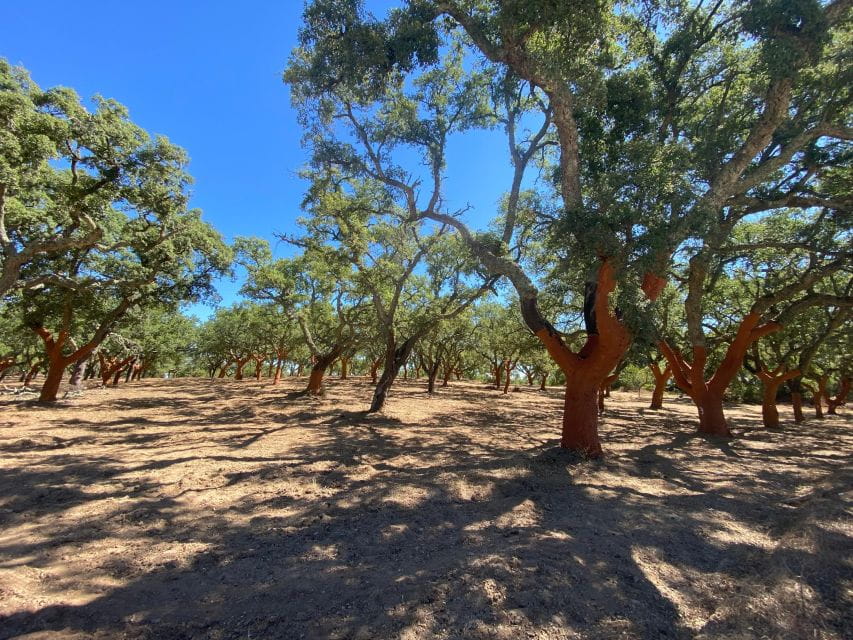 Full Day in Évora From Lisbon - Itinerary Details