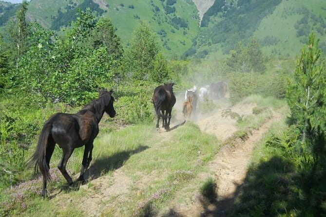 Full Day Jeep Safari Pelister Tour from Ohrid and or Bitola - Key points / Takeaways