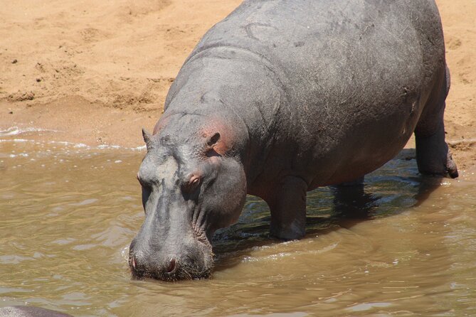 Full-Day Ngorongoro Crater Private Tour - Wildlife Viewing