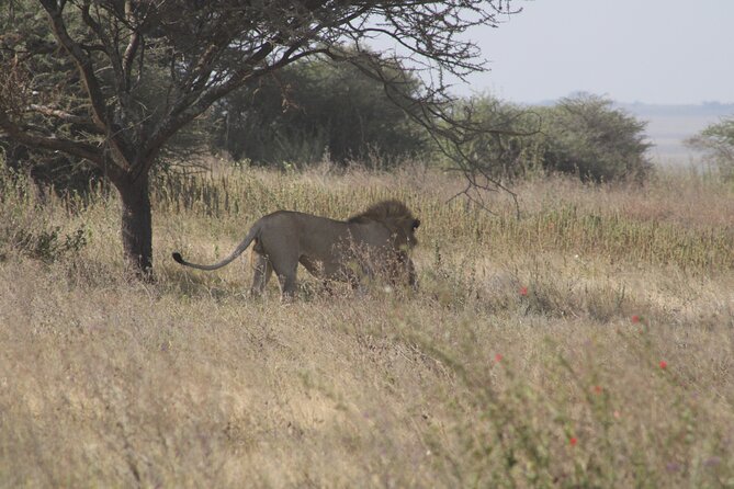 Full-Day Ngorongoro Crater Private Tour - Accessibility and Safety