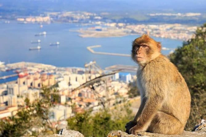 Full-Day Private Guided Historic Tour of Gibraltar from Cadiz - The Sum Up
