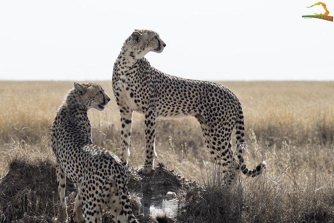 Full-Day Private Serengeti Safari From Mwanza - Vehicle Amenities and Comfort