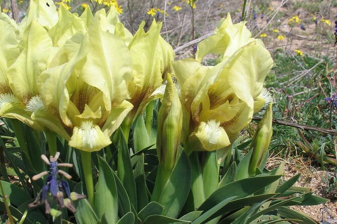 Full-Day Private Sightseeing Tour to the North of Varna - FAQ