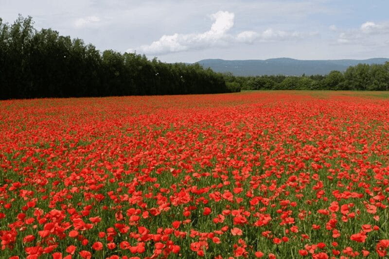 Full Day Private Tour from Avignon - Final Thoughts: Is It Worth It?