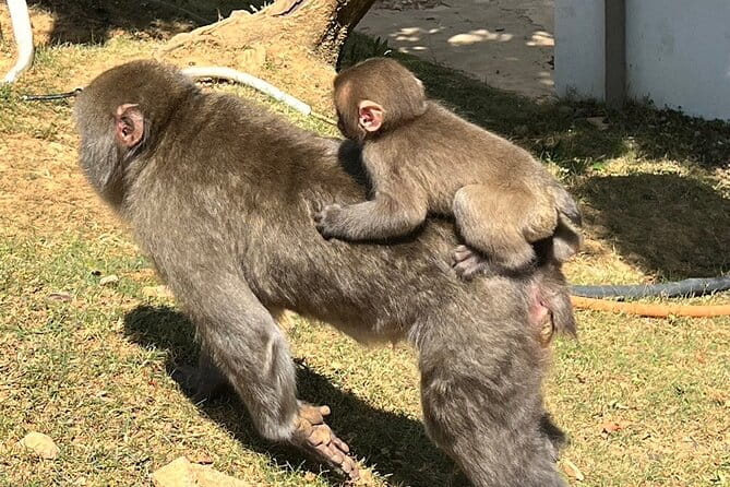 Full Day Private Tour in Kyoto - Must-See Attractions