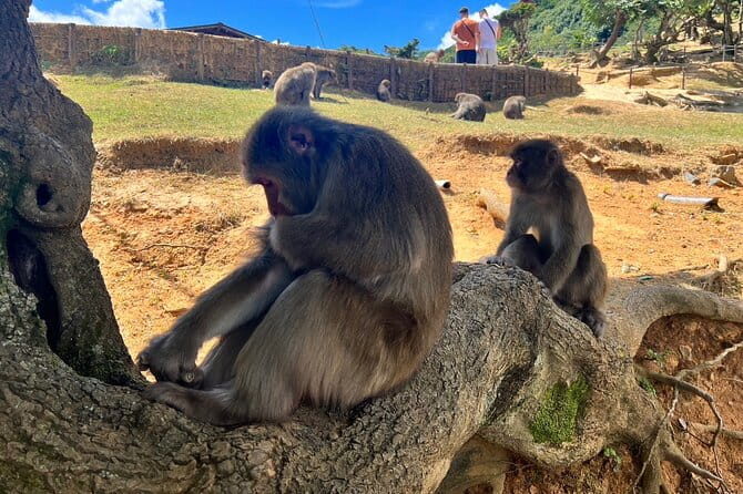 Full Day Private Tour in Kyoto - Tips for an Enjoyable Experience