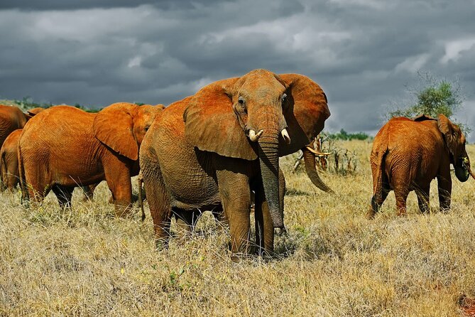 Full-Day Private Tour of Tsavo East National Park From Mombasa - Additional Information