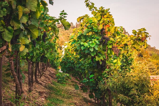 Full Day Private Tour to Kutná Hora with Wine Tasting - Architectural Marvel: St. Barbara’s Cathedral