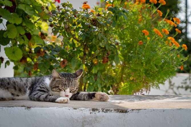 Full Day Private Tour to the North of Corfu Island - FAQ