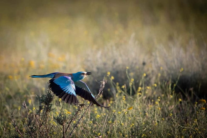 Full-day Private Wilderness tour in Vashlovani National Park - The Gazelles of Eldari Lowland—and Wildlife Resilience