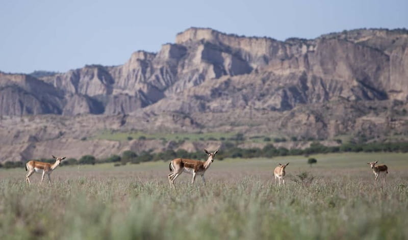 Full-day Private Wilderness tour in Vashlovani National Park - Practicalities: What to Expect and Who It’s For