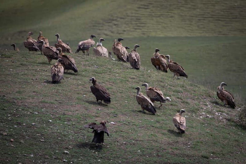 Full-day Private Wilderness tour in Vashlovani National Park - Who Would Love This Experience