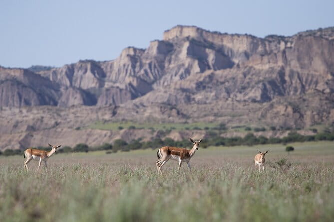 Full-Day Private Wilderness Tour in Vashlovani National Park - Final Thoughts