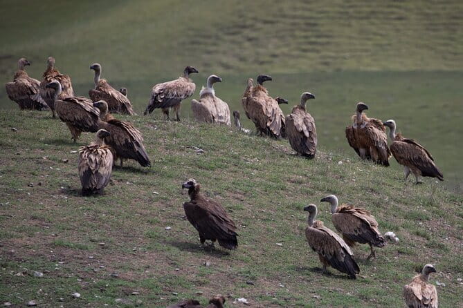 Full-Day Private Wilderness Tour in Vashlovani National Park - FAQ