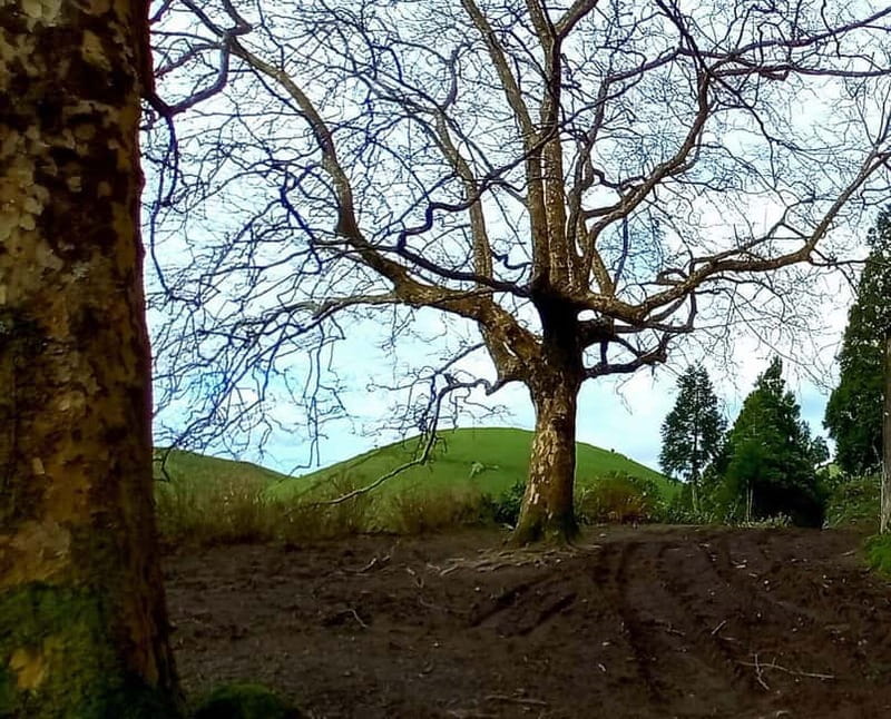 Full day Sete Cidades Lagoa de Fogo - First Stop: Pineapple Plantation – Sweet Beginnings