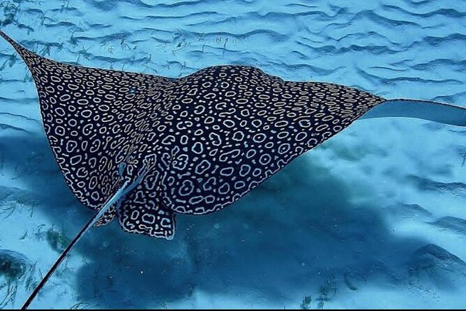 Full-Day Snorkeling Tour to Culebra Island With Lunch - Tour Details and Reviews