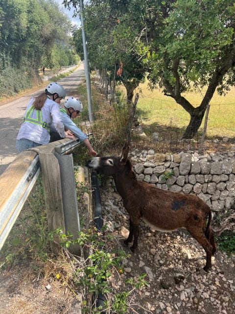 Full Day Tour: E-scooter and Wine Experience Mallorca - Key Points