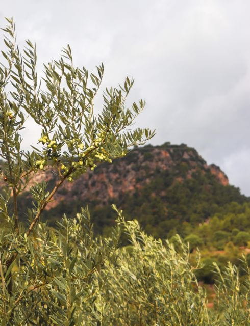 Full Day Tour: E-scooter and Wine Experience Mallorca - Inclusions and Amenities