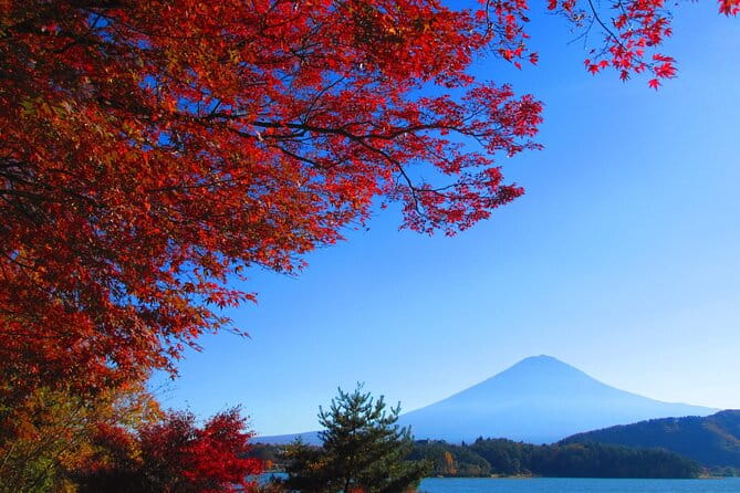 Full Day Tour in Mount Fuji and Oishi Park With Fruit Picking - Meeting Point and Departure Time